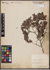 Foto von Salix aurita L.